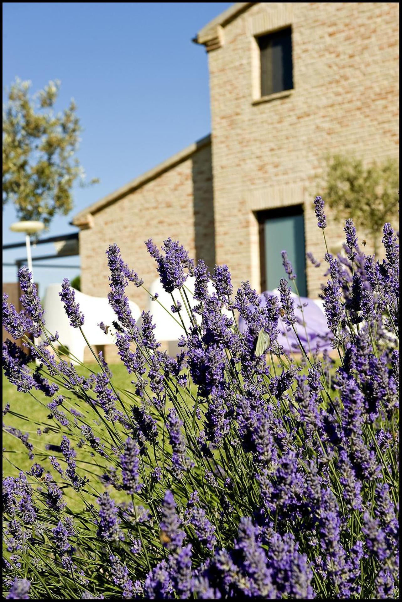 Solea Relais Di Charme- Adults Only Guest House Trecastelli Exterior foto